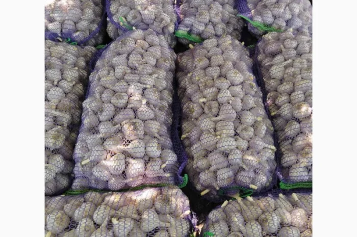 Чеснок для переработки и использования в пищевой промышленности- фото № 8