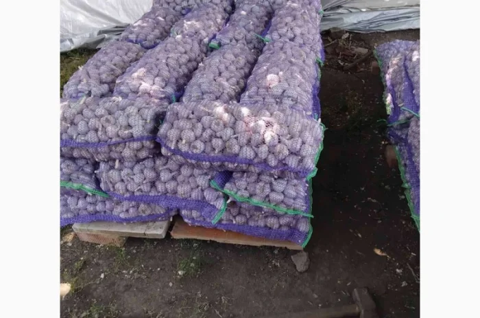 Чеснок для переработки и использования в пищевой промышленности- фото № 9