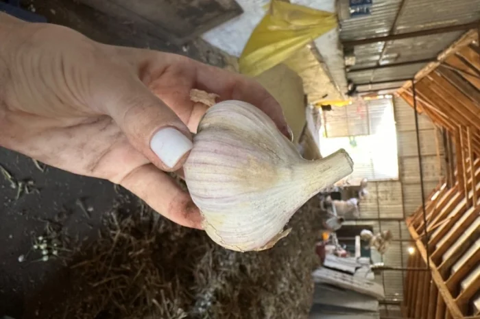 Продажа свежего домашнего чеснока- фото № 2