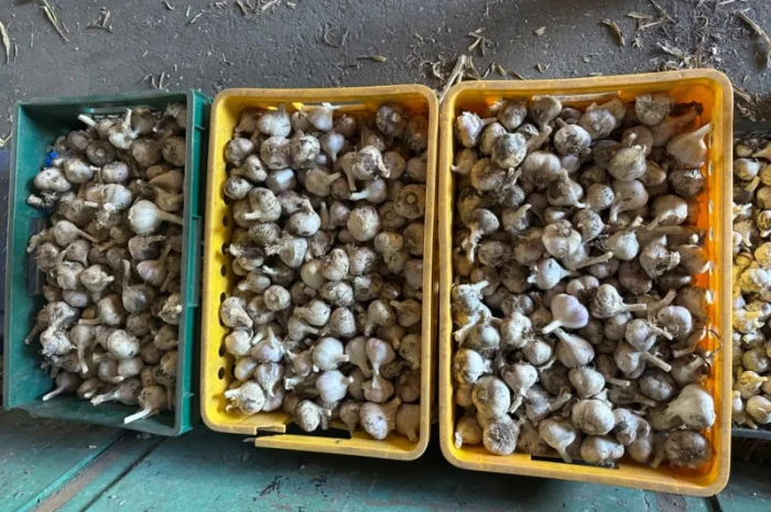 Продажа свежего домашнего чеснока- фото № 3