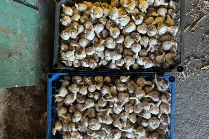 Продажа свежего домашнего чеснока- фото № 4