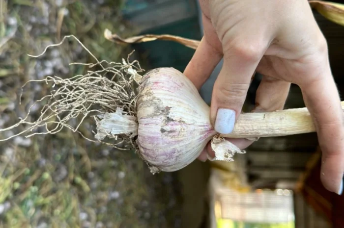 Продажа свежего домашнего чеснока- фото № 5
