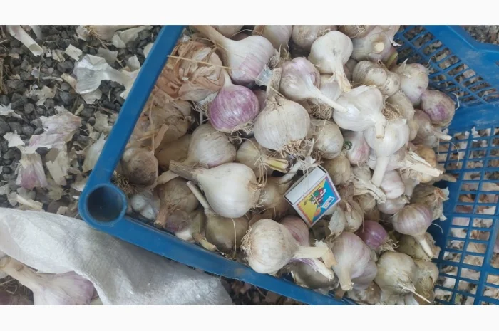 Продается чеснок сорта Любаша- фото № 1