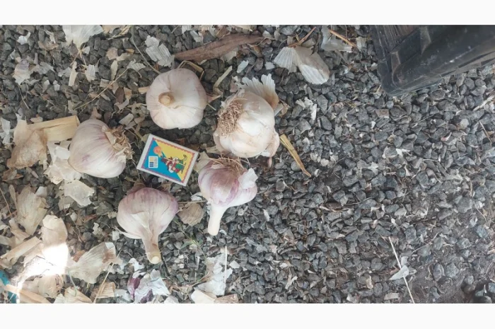 Продается чеснок сорта Любаша- фото № 2