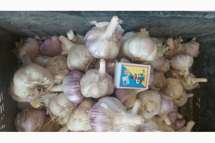 Продается чеснок сорта Любаша- фото № 3