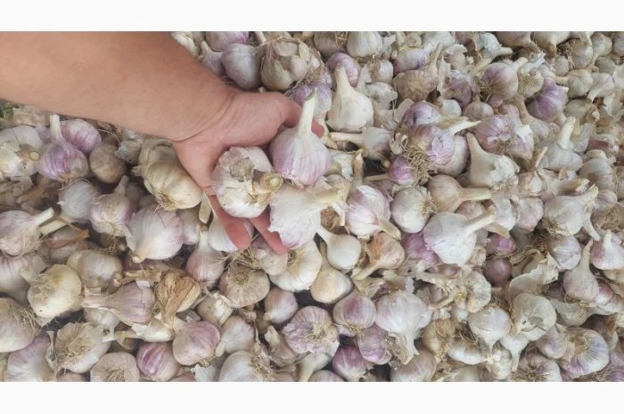 Продается чеснок сорта Любаша- фото № 4