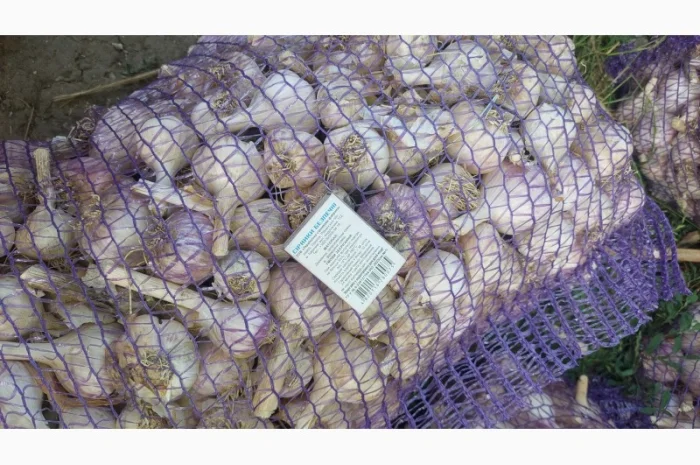 Продается чеснок сорта Любаша- фото № 5