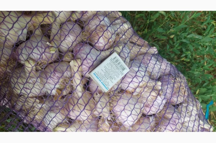 Продается чеснок сорта Любаша- фото № 6