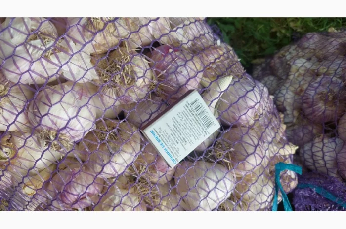 Продается чеснок сорта Любаша- фото № 7