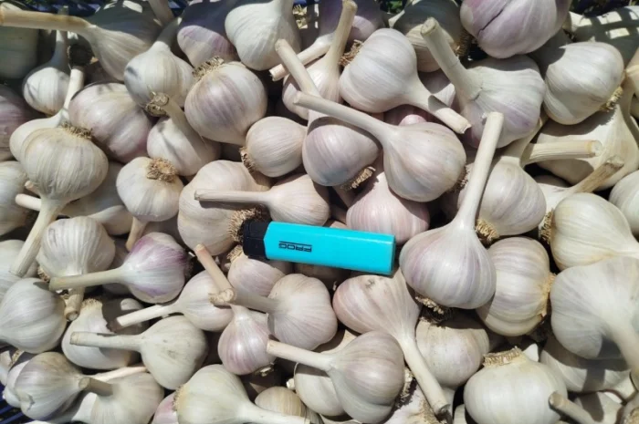 Часник озимий домашній на продажу- фото № 1