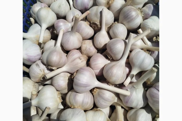 Часник озимий домашній на продажу- фото № 2