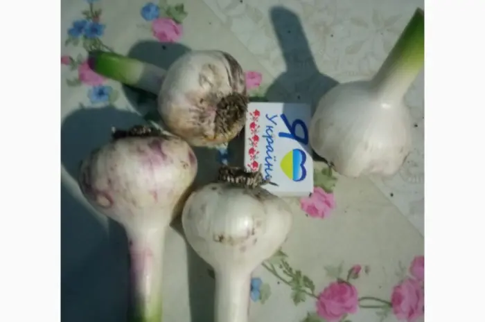 Продам часник сорту Любаша та Софіївський- фото № 1