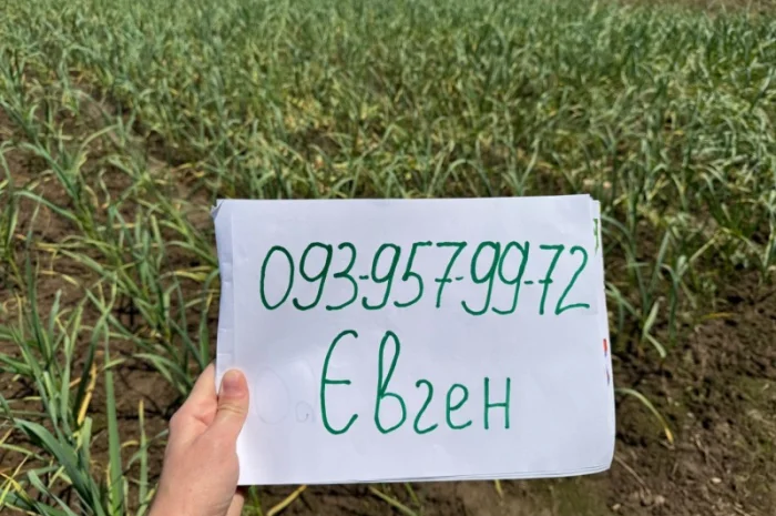 Часник сорту «Любаша» в продажу- фото № 1