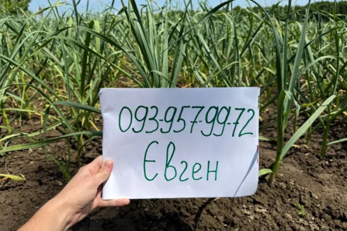 Часник сорту «Любаша» в продажу- фото № 2