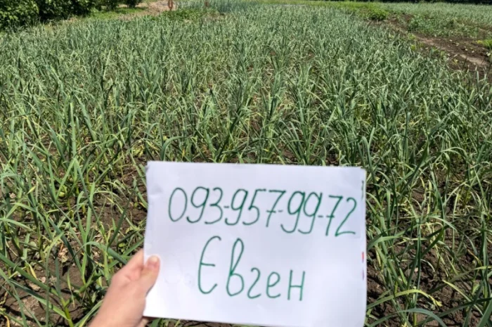 Часник сорту «Любаша» в продажу- фото № 3