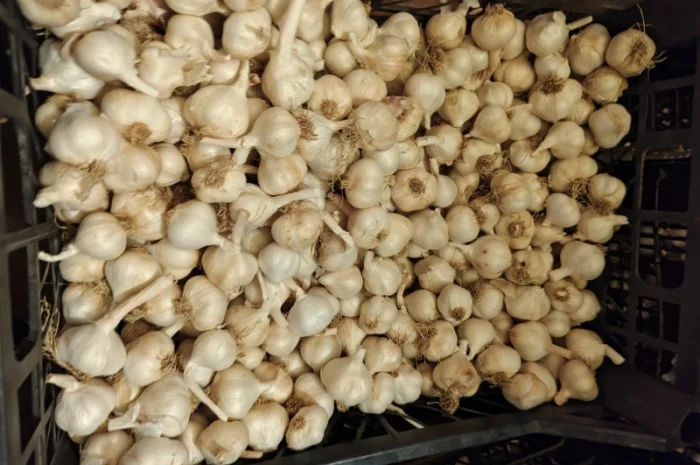 Чеснок яровой сорт сочинский 56 на продажу- фото № 1