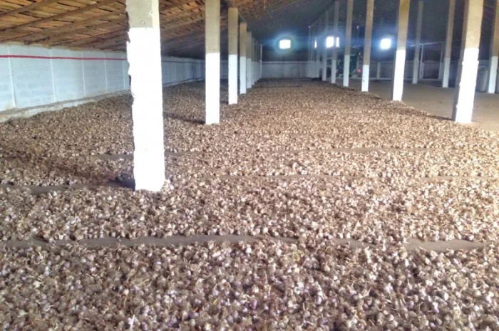 Чеснок Любаша, 15 тонн, продажа- фото № 10