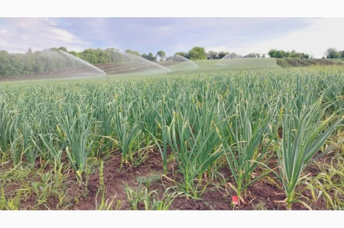 Чеснок Любаша, 15 тонн, продажа- фото № 2