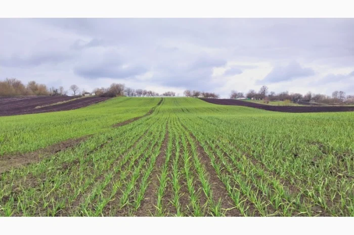 Чеснок Любаша, 15 тонн, продажа- фото № 4