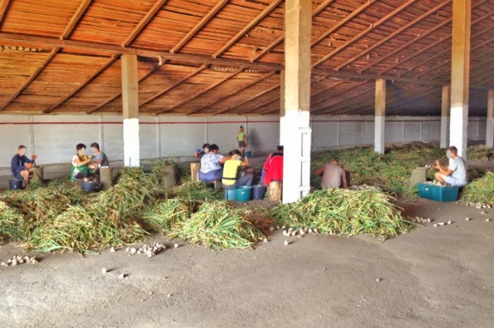 Чеснок Любаша, 15 тонн, продажа- фото № 7