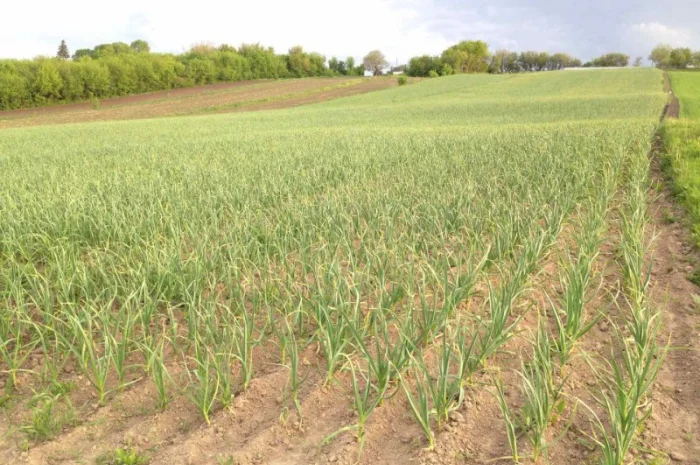 Чеснок Любаша, 15 тонн, продажа- фото № 8