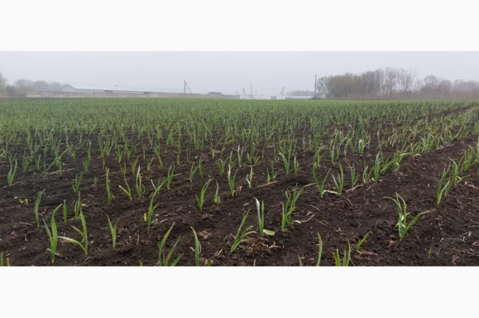 Продажа чеснока первой репродукции- фото № 1