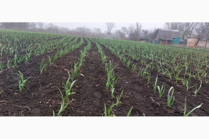 Продажа чеснока первой репродукции- фото № 2