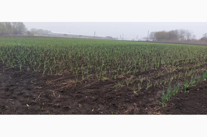 Продажа чеснока первой репродукции- фото № 3