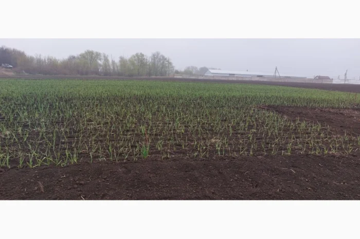 Продажа чеснока первой репродукции- фото № 4