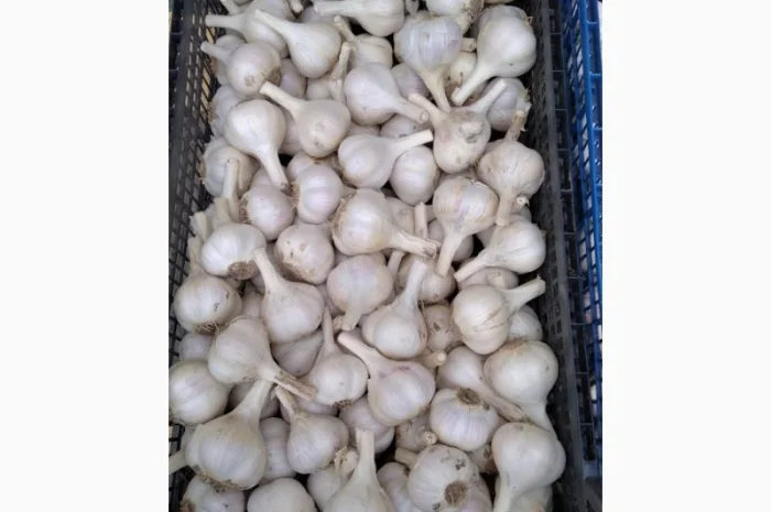 Продаж Озимого Часника Китайський білий- фото № 2