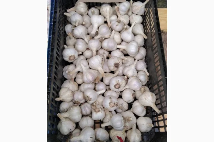 Продаж Озимого Часника Китайський білий- фото № 3