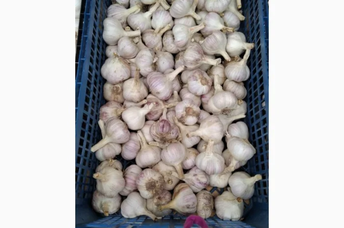 Продаж Озимого Часника Китайський білий- фото № 4