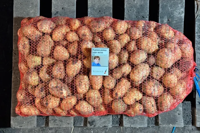 Продаж насіння картоплі «Прада»- фото № 1