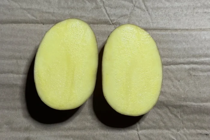 Продаж насіння картоплі «Прада»- фото № 2