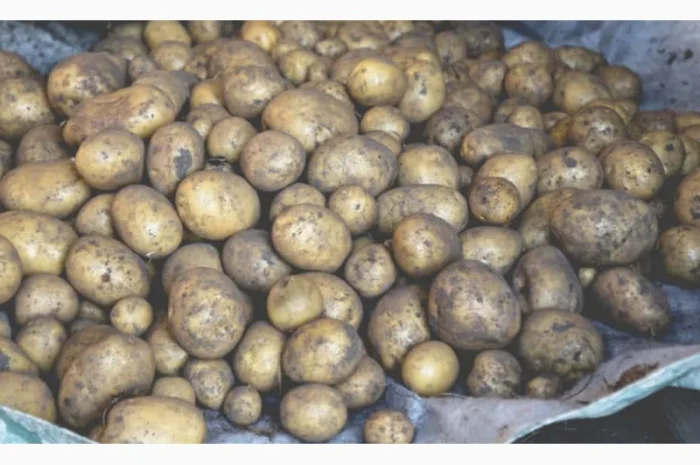 Закупівля картоплі по хорошій ціні- фото № 2