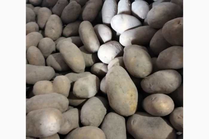 Закупівля картоплі по хорошій ціні- фото № 1