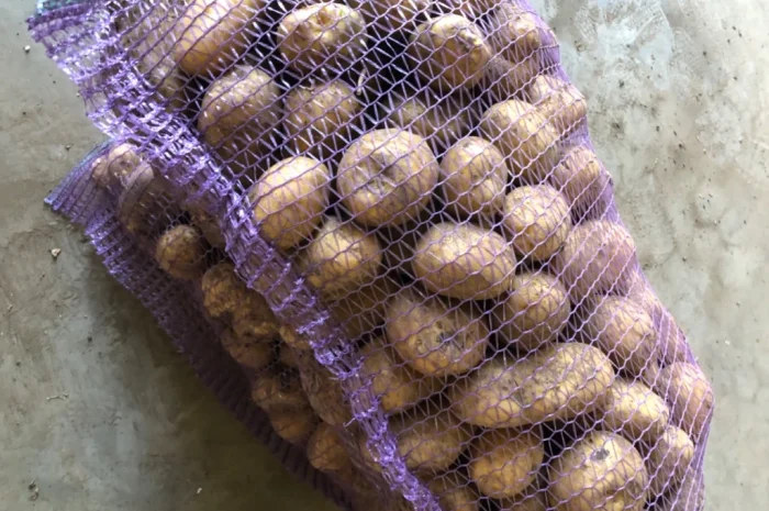 Куплю товарну картоплю різних сортів- фото № 2