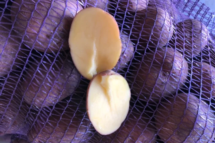 Куплю товарну картоплю різних сортів- фото № 6