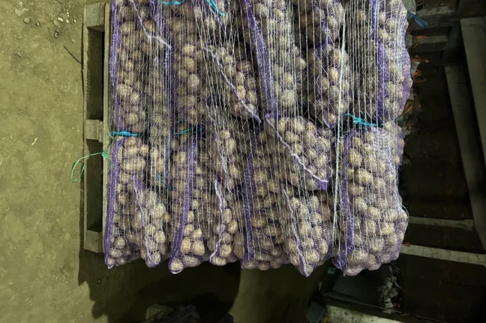 Продается насіння картоплі Мелоді- фото № 1