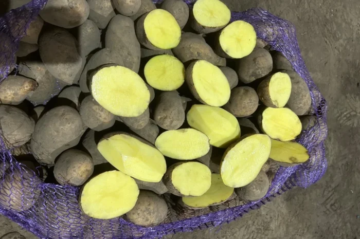 Куплю картоплю сорту Мелоді- фото № 1