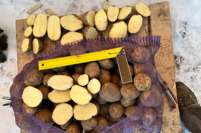 Куплю картоплю сорту Мелоді- фото № 2