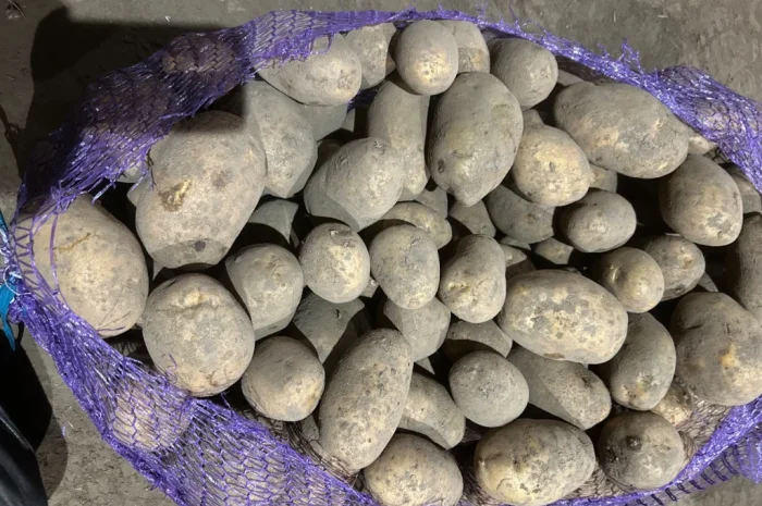 Куплю картоплю сорту Мелоді- фото № 3