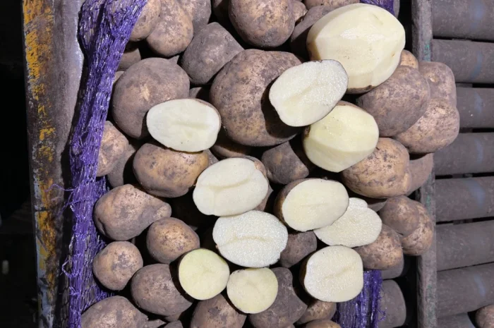 Куплю картоплю сорту Мелоді- фото № 5