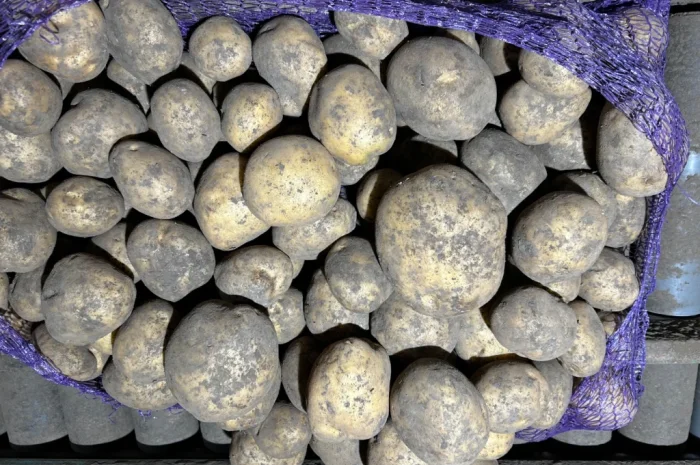 Куплю картоплю сорту Мелоді- фото № 6