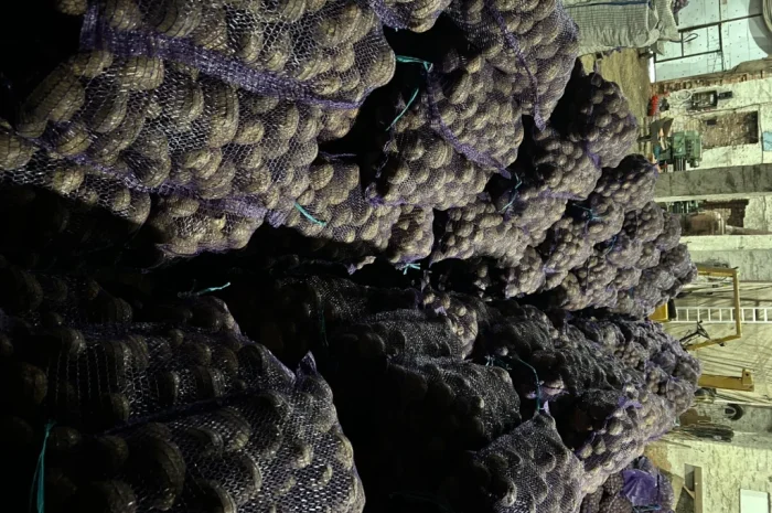 Куплю картоплю сорту Мелоді- фото № 7