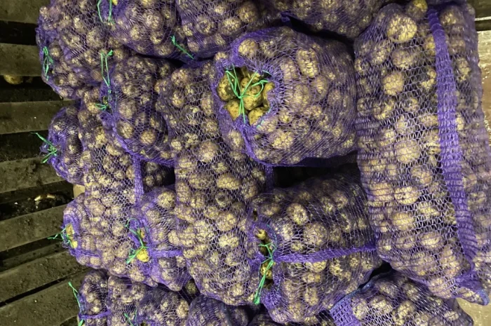 Продажа семенного картофеля Ривьера- фото № 1