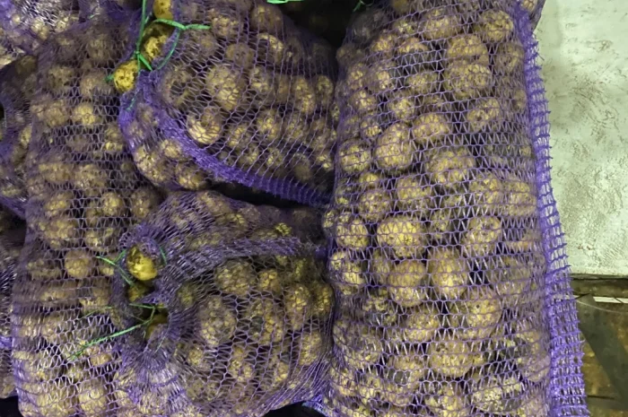 Продажа семенного картофеля Ривьера- фото № 2