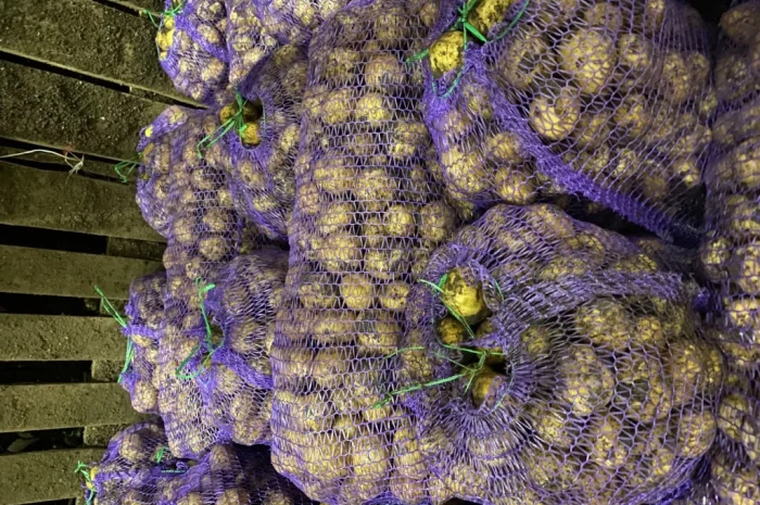 Продажа семенного картофеля Ривьера- фото № 3