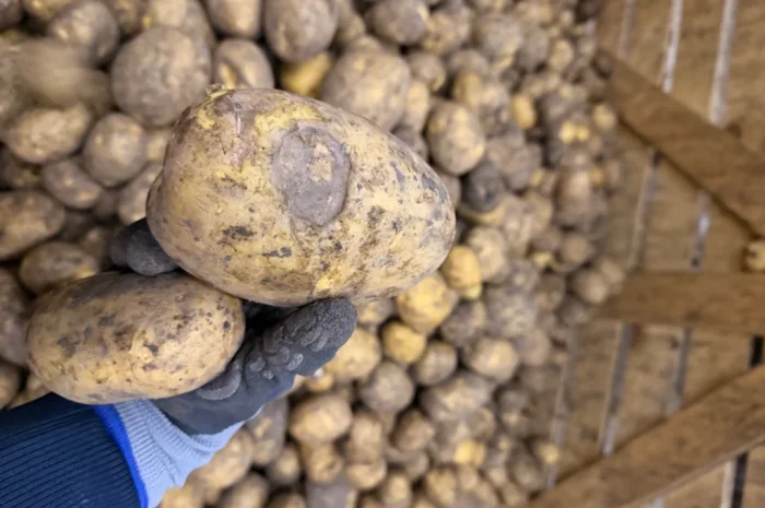 Продажа картофеля 5+ для питания- фото № 2