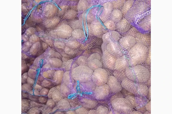 Продаю картофель красных и белых сортов- фото № 4